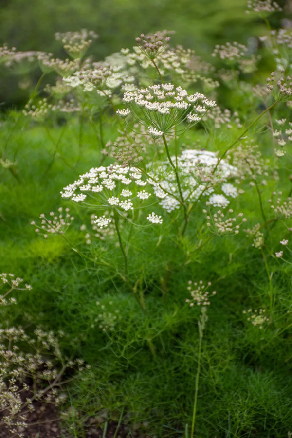 Athamantha turbith ssp. haynaldii