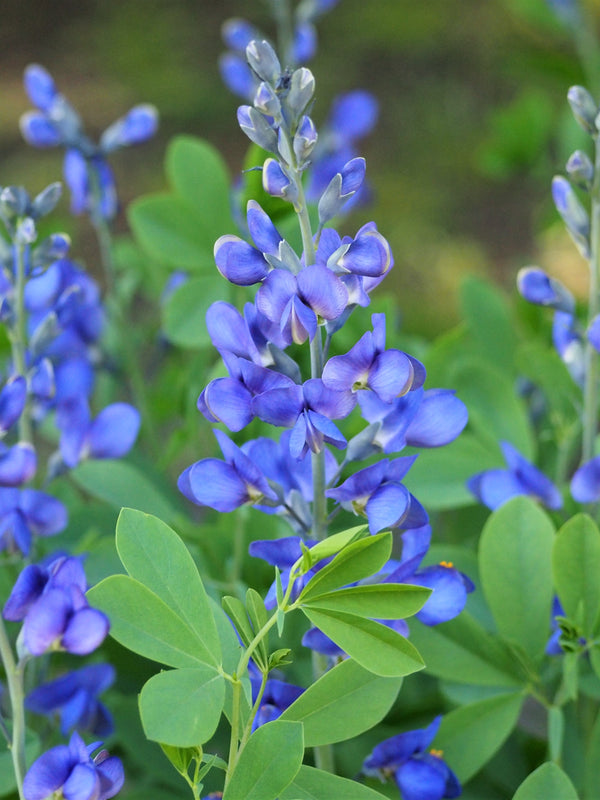 Baptisia australis