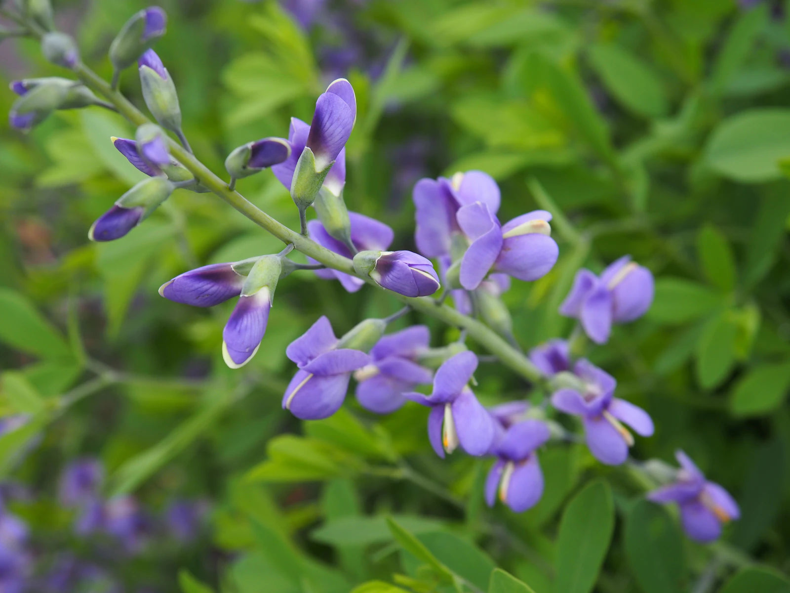 Baptisia australis var. minor