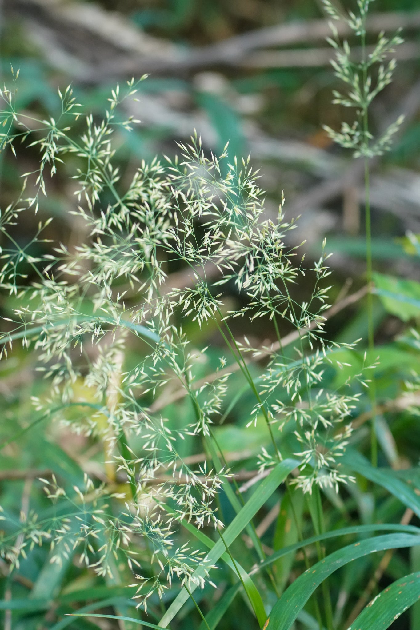 Calamagrostis brachytricha