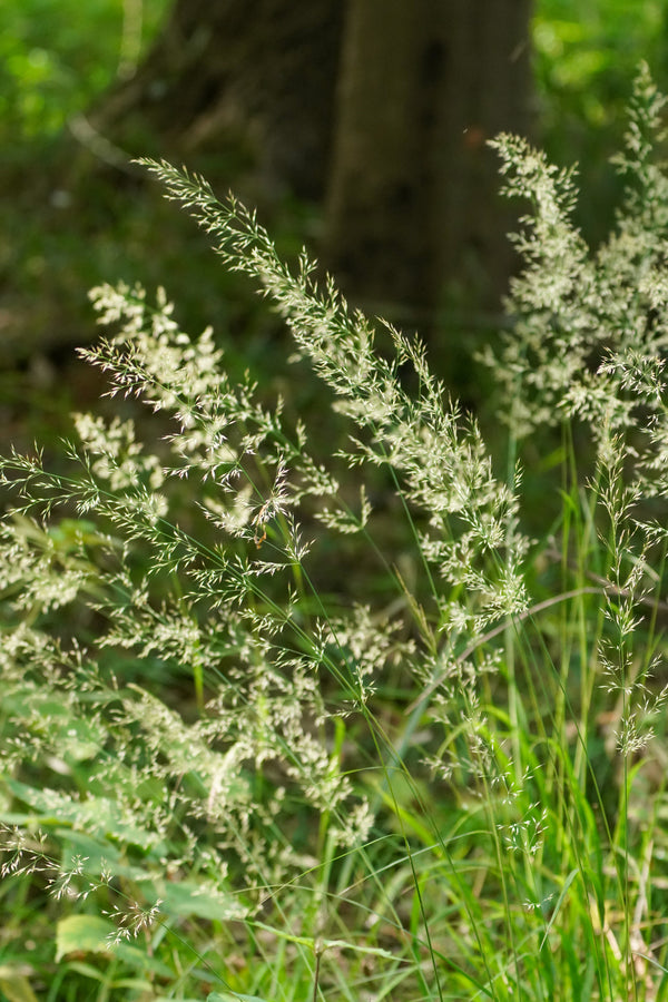Calamagrostis brachytricha