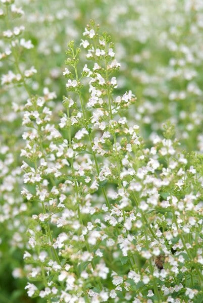 Calamintha nepeta ssp. nepeta 'White Cloud Strain'