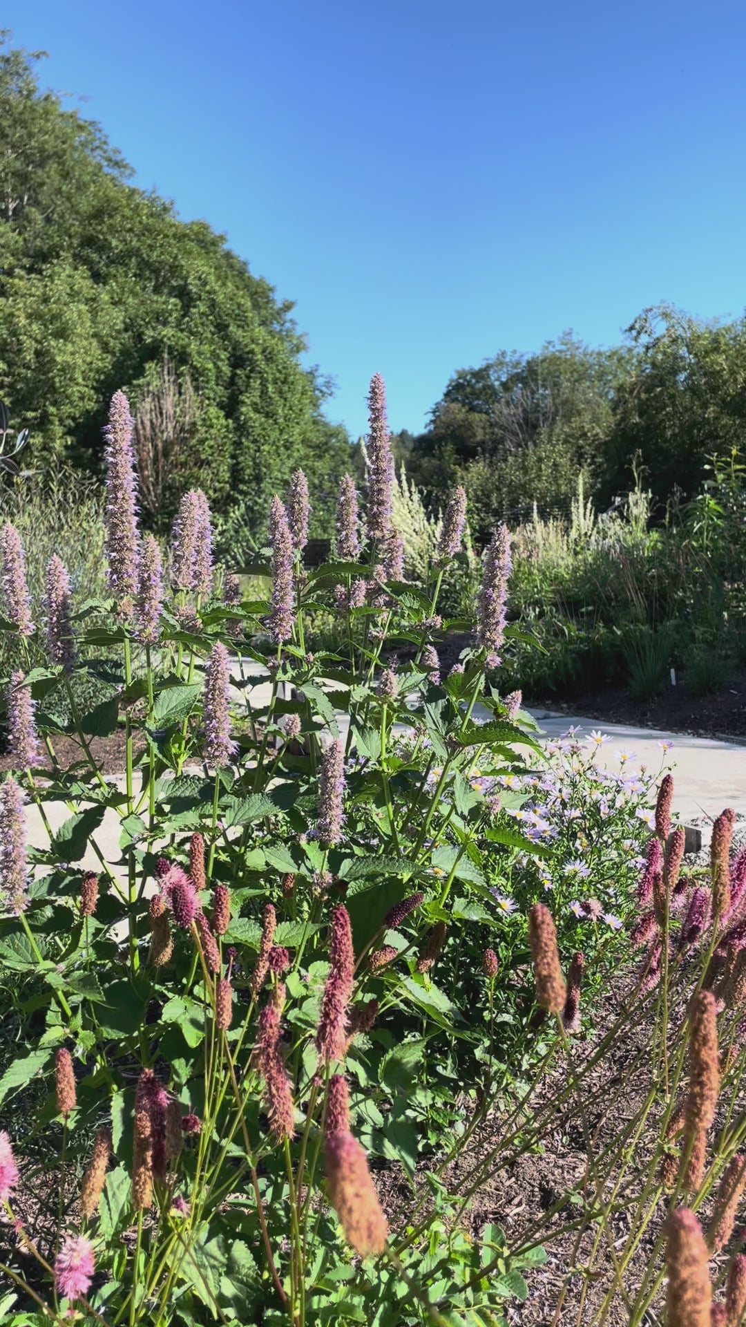 Agastache ‘Purple Haze'