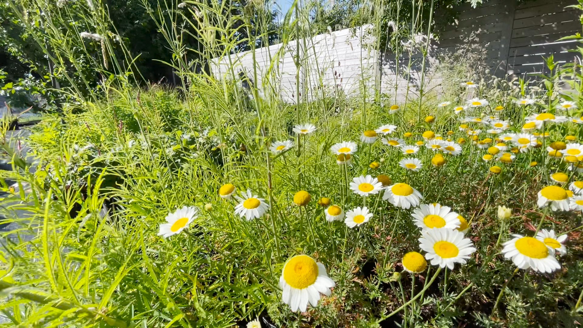 Anthemis flowering in the Glenraven pot stock area.